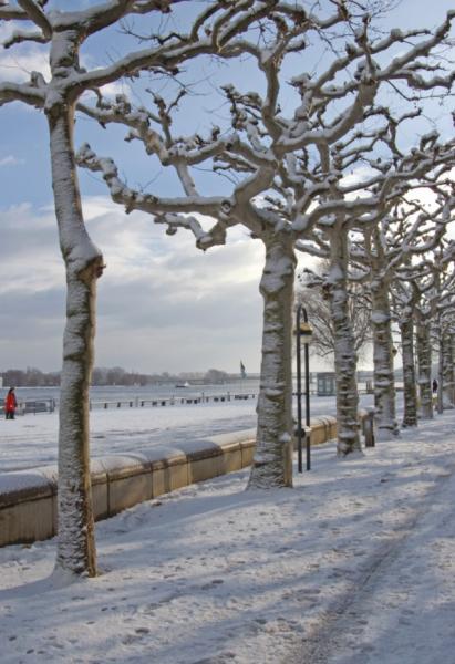 Winterliche Rheinpromenade