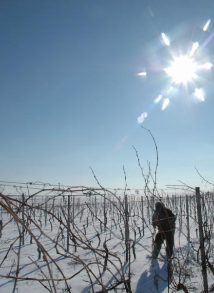 Im winterlichen Weinberg - Rheinhessen